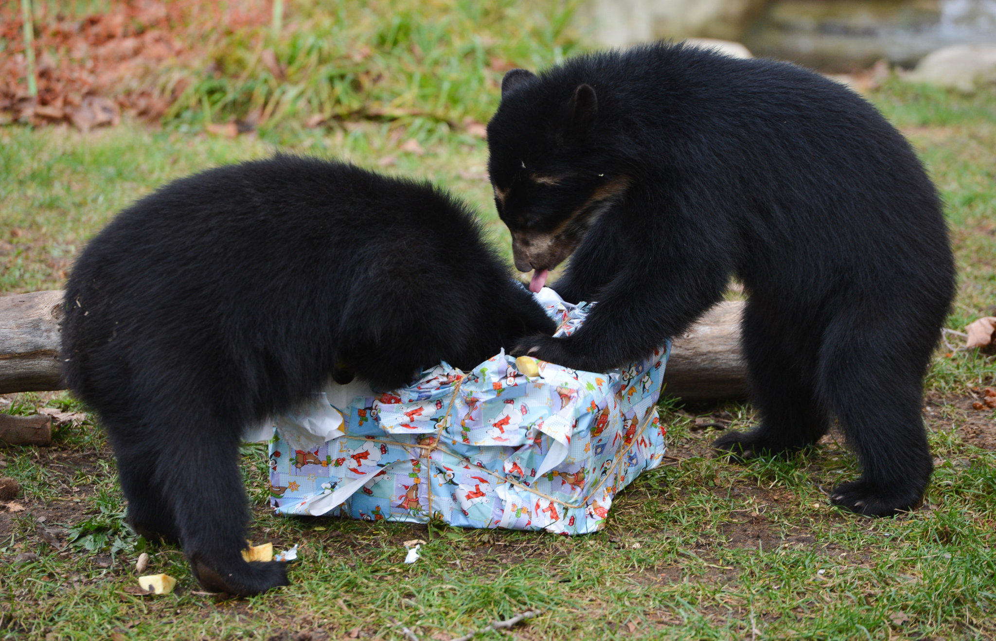 Internet-Highlight des Tages Internet-Highlight des Tages