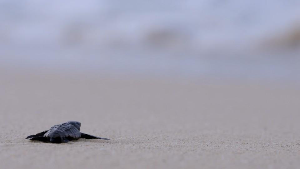 Meeresschildkröten - Eine ungewisse Zukunft