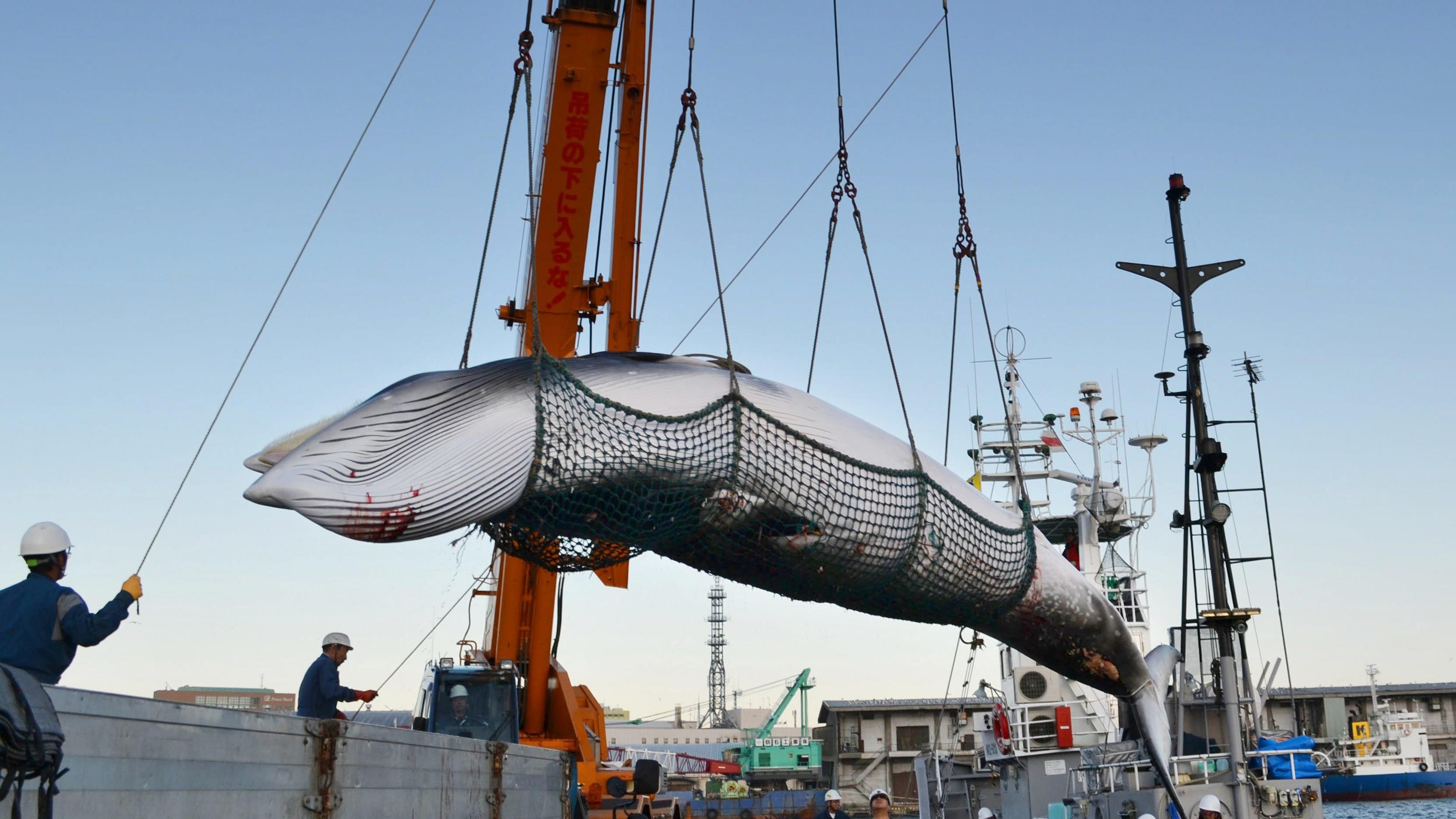Japan tötet über 120 schwangere Wale für "Forschung" ©Kyodo/MAXPPP - 05/09/2017 ; A minke whale is landed at a port in Kushiro on Japan's northernmost main island of Hokkaido on Sept. 4, 2017, the day "research whaling" in the Northwest Pacific started. The whaling season will continue through late Oct