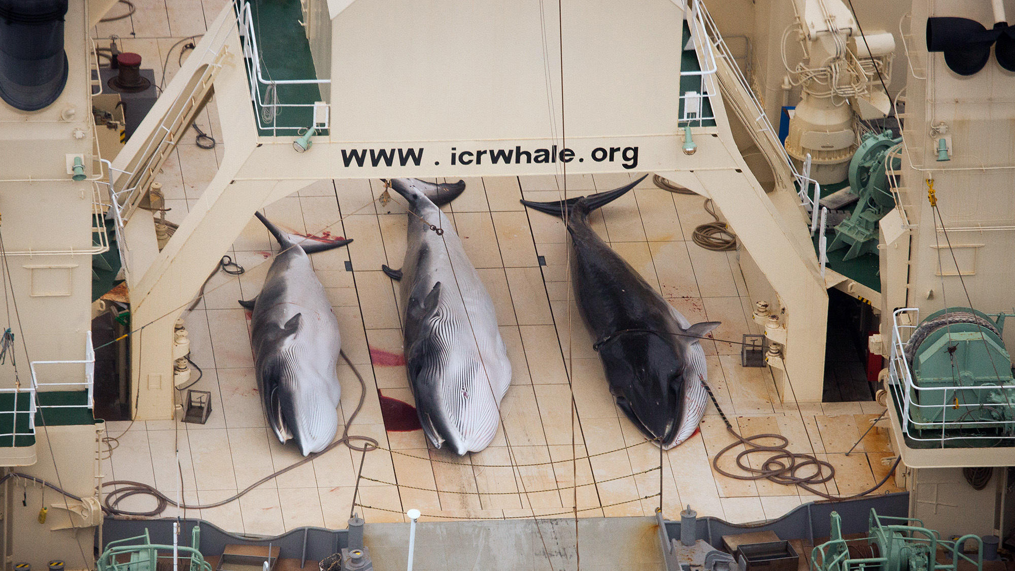 Japan tötet über 120 schwangere Wale für "Forschung" epa04262148 (FILE) A handout image by Sea Shepherd Australia made available on 07 January 2013 shows three dead protected Minke Whales on the deck of the Japanese Ship, Nisshin Maru in the Southern Ocean, Antarctica, 05 January 2013. The Japanese Fis