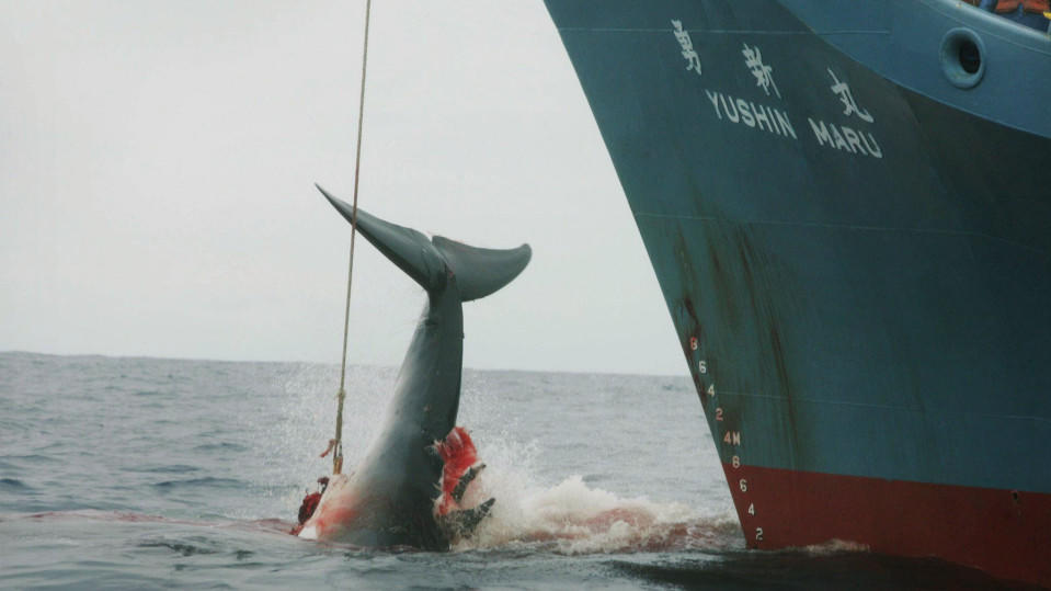 Japan tötet über 120 schwangere Wale für "Forschung" FILE - A file photograph showing the Yushin Maru catcher ship of the Japanese whaling fleet injuring a whale with its first harpoon attempt, and taking a further three harpoon shots before finally killing the badly injured fleeing whale in the Southe