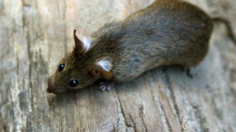 Rattenknochen zeigen Einfluss des Menschen auf die Umwelt Ratte