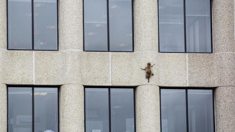 Waschbär klettert 23 Stockwerke an Büroturm auf und ab Waschbär
