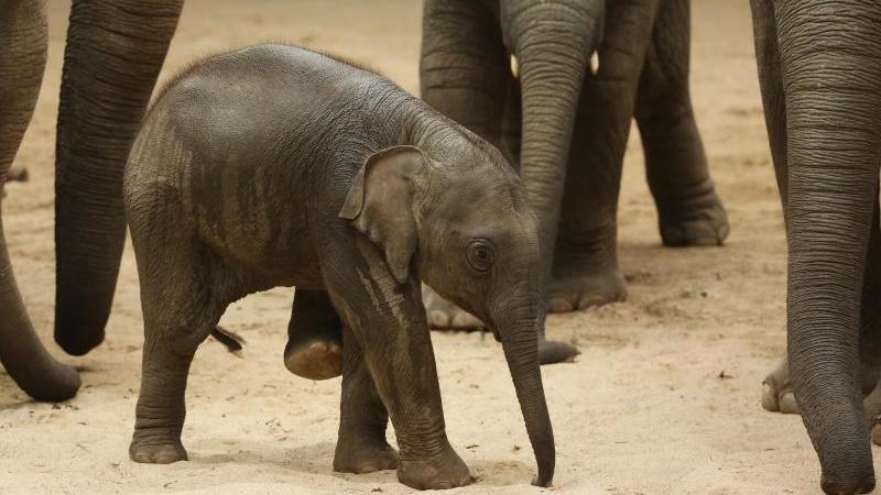 Tod von Elefanten bei Hagenbeck: Keine Änderung bei Haltung Anjuli im Tierpark Hagenbeck