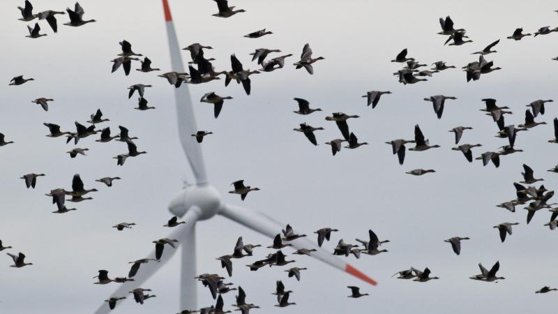 Landtag verlängert Moratorium für Bau neuer Windräder Vögel vor Windrad