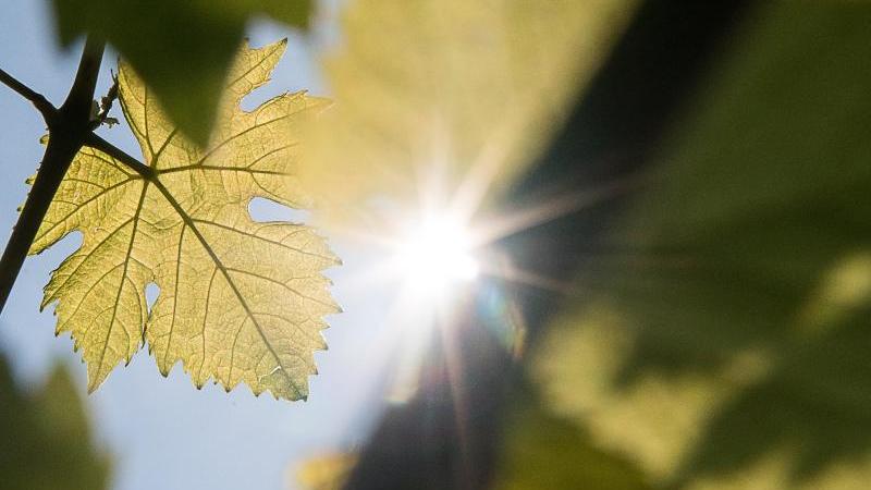 Bericht: Württemberg ist sonniger als Baden Die Sonne scheint durch die Blätter eines Rebstocks