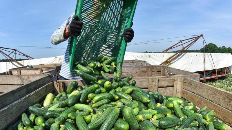 Gurken-Ernte im Spreewald hat begonnen Spreewälder Gurkenernte startet