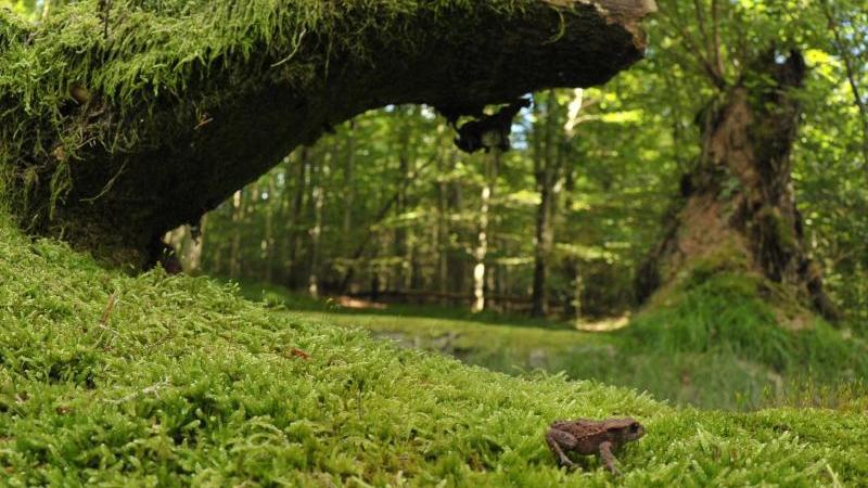Doch noch Hoffnung für Nationalpark Steigerwald? Kröte und Bäume