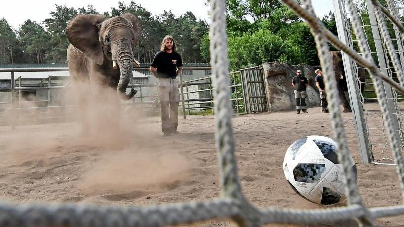 Elefantenorakel Nelly prophezeit Sieg gegen Mexiko Elefantendame Nelly schießt einen Ball in ein Tor