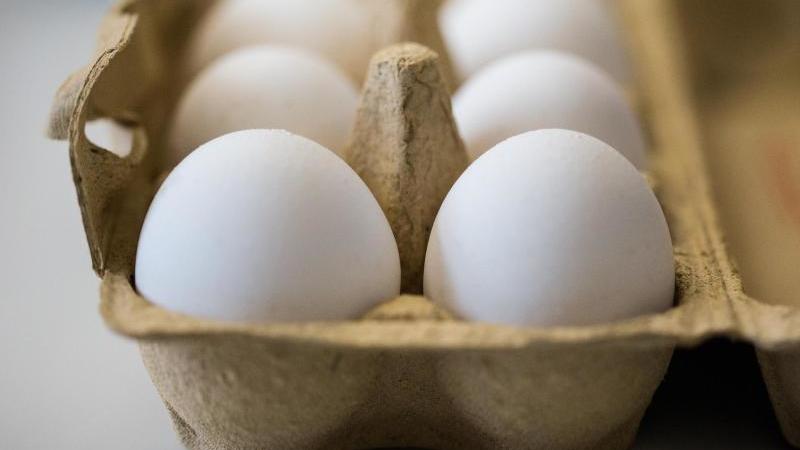 Ministerium: Fipronil-Eier sind aus dem Handel Eier liegen in einem Frische-Behälter