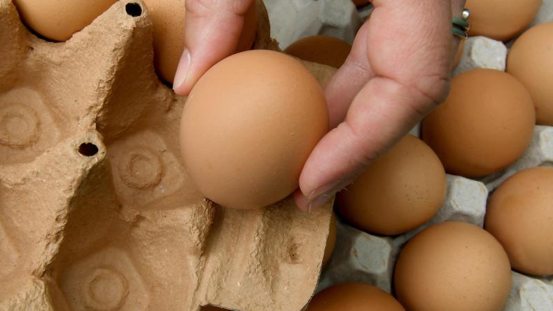 Fipronil-Eier: Auch in Rheinland-Pfalz in den Handel gelangt Eier werden in eine Pappschachtel verpackt