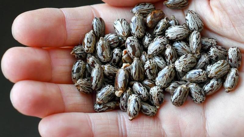 Knapp an Katastrophe vorbei? Bio-Gift hätte töten können Rizinus-Samen