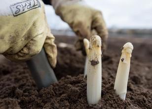 Die hohen Temperaturen haben Sachsen-Anhalts Spargelbauern in dieser Saison... weiterlesen