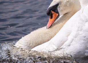 Das muss Liebe sein: Ein Schwan hat sich am Sonntag auf dem Rügendamm (Vorp... weiterlesen