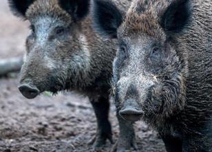 Mecklenburg-Vorpommerns Jäger haben im zurückliegenden Jagdjahr deutlich me... weiterlesen
