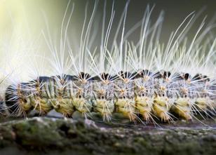 Nach drei unterrichtsfreien Tagen wegen eines Insektenbefalls soll die Joha... weiterlesen