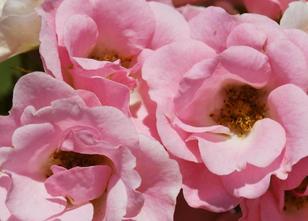 Roselina ist nicht nur schön, sondern auch zäh, duldsam und langlebig: Rose... weiterlesen