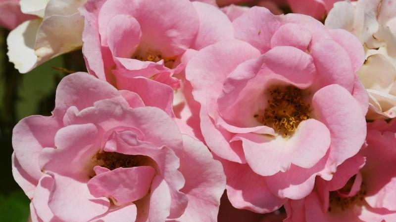 Roselina ist die "Goldene Rose von Baden-Baden" Schönste Rose des Jahres