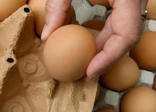 Die Verbraucherbehörden warnen wegen einer möglichen Salmonellenbelastung v... weiterlesen