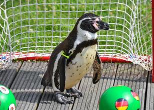 Beim WM-Auftaktspiel lag Pinguin-Orakel Flocke aus dem Spreewald mit seinem... weiterlesen