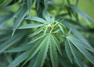 Eine Cannabisplantage mit knapp 200 Pflanzen haben Polizisten im Kreis Limb... weiterlesen