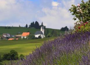 Mit dem Prädikat Duftort will die Gemeinde Oy-Mittelberg im Allgäu um Touri... weiterlesen
