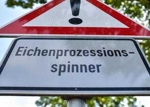 Bisher hat der auch für Menschen gefährliche Eichenprozessionsspinner in Th... weiterlesen