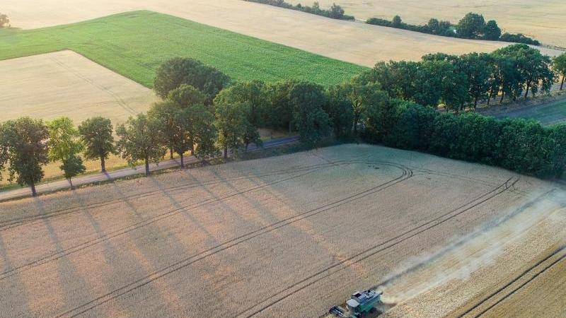 Bauern befürchten erhebliche Dürreschäden Getreideernte in Brandenburg