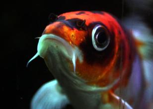 Diebe haben in Rottenacker (Alb-Donau-Kreis) alle Fische aus einem Gartente... weiterlesen
