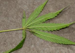 Mehr als 100 Gramm Marihuana hat ein Radfahrer in seiner Unterhose versteck... weiterlesen