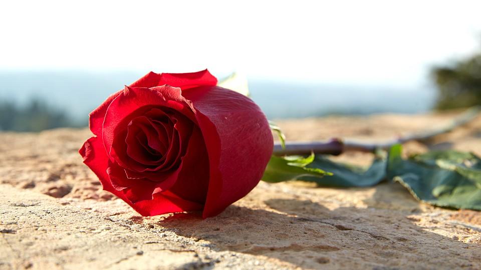 "Die Bachelorette" wird 2019 mit einer sechsten Staffel fortgesetzt Auch 2019 werden wieder Rosen von einer neuen Bachelorette verteilt.