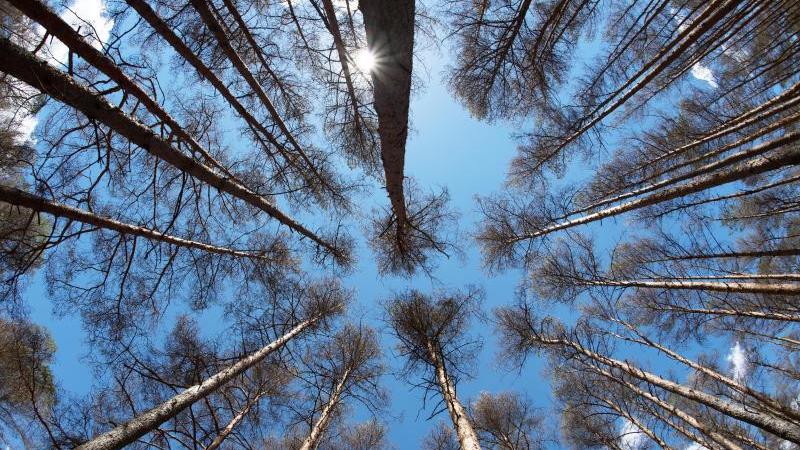 Digitaler Wald: Eberswalder Institut zeigt Technik-Trends Ein brandenburgischer Kiefernwald