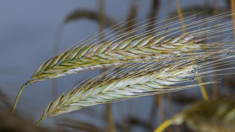 Regen verringert Gefahr von Bränden: Gerste ist eingebracht Regentropfen hängen von Ähren