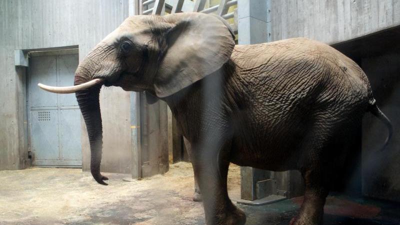 Problem-Elefantenkuh Bibi verliert Kalb Die Elefantenkuh Bibi