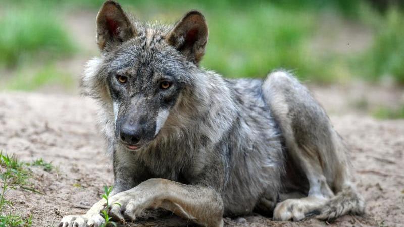 Brandenburger Wolfsinformationszentrum soll im Herbst öffnen Ein junger Wolf liegt in seinem Gehege im Wildpark Schorfheide
