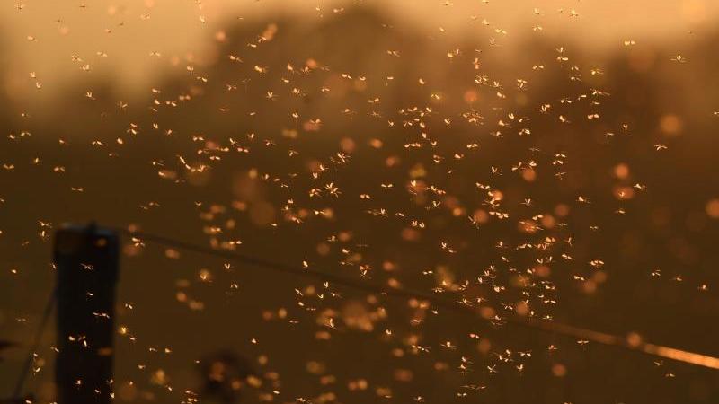 Wegen Trockenheit kaum Stechmücken in Sachsen-Anhalt Hunderte Mücken fliegen kurz nach Sonnenuntergang an einem Zaun