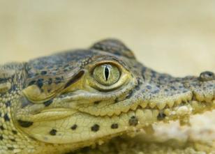 Dem Zoo Hoyerswerda ist erneut ein Zuchterfolg bei den stark gefährdeten ku... weiterlesen