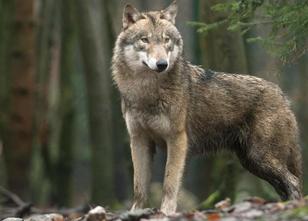 Ein Wolf ist in Unterfranken in eine automatische Fotofalle getappt. Wie da... weiterlesen