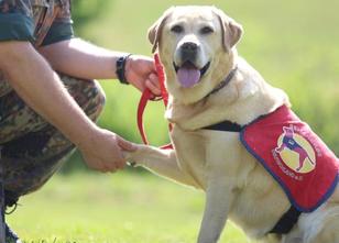 Therapiehunde könnten bald traumatisierten Soldaten in Mecklenburg-Vorpomme... weiterlesen