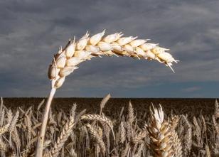 Landwirte in Schleswig-Holstein stellen sich auf starke Einbrüche bei der G... weiterlesen