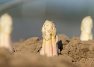 Niedersachsen ist in der abgelaufenen Erntesaison Deutschlands Spargelland ... weiterlesen