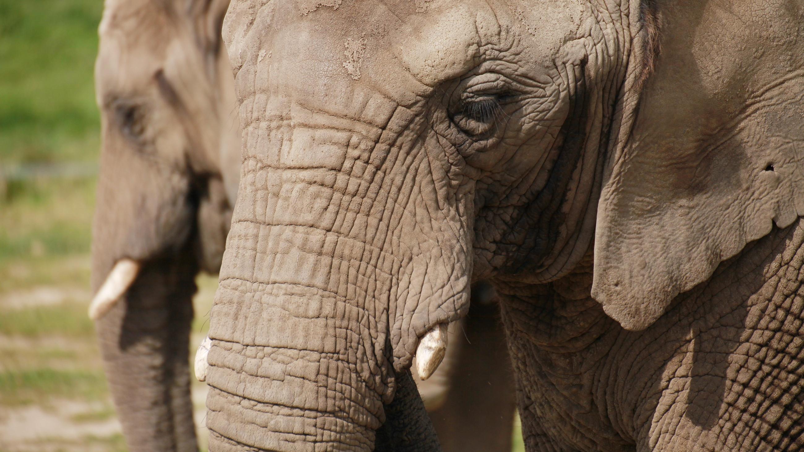 Uganda: Elefant tötet achtjährigen Jungen Elefant