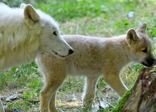 Malo, der flauschige Mini-Polarwolf, schaut sich neugierig um - und die Som... weiterlesen