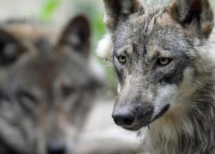 Die Zahl der Wolfsrudel ist in Niedersachsen von 13 auf 14 gestiegen. In de... weiterlesen