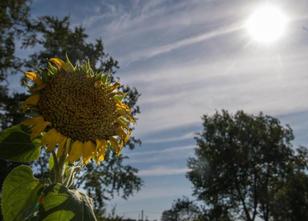 Die anhaltende Trockenheit in großen Teilen Sachsens macht den Landwirten z... weiterlesen