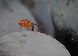 Obwohl Obstbauern und Winzer auf Regen hoffen, hat das heiße trockene Wette... weiterlesen
