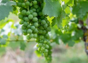 Das anhaltend schöne Sommerwetter beschert Hessens Winzern in diesem Jahr e... weiterlesen