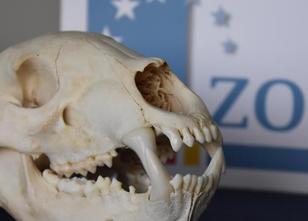 Zöllner haben am Münchner Flughafen den präparierten Schädel eines Braunbär... weiterlesen