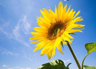 Der Sommer schlägt in den kommenden Tagen in Sachsen, Sachsen-Anhalt und Th... weiterlesen