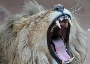 Der Löwe Bagani ist am Freitag tot im Gehege des Thüringer Zooparks in Erfu... weiterlesen